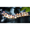 Vogels - diverse soorten